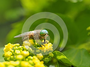 Horsefly lat.Â Tabanidae on yellow flower